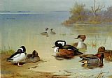 Buffel headed duck American green winged teal and hooded merganser by Archibald Thorburn